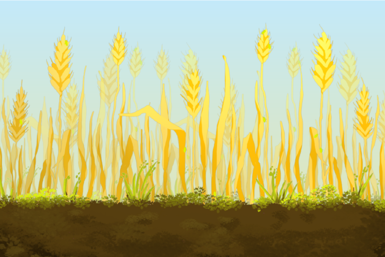 growing wheat on the field